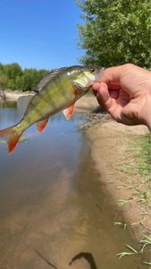 European Perch