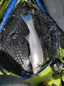 European Bass (Seabass)