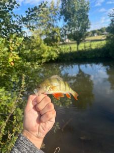 European Perch