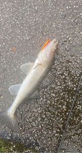 Zander