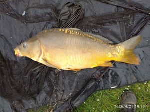 Mirror Carp