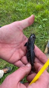 Round Goby