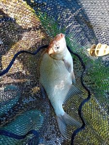 Common Bream
