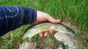 Northern Pike