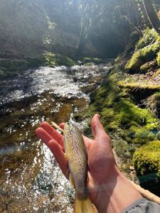 Brown Trout