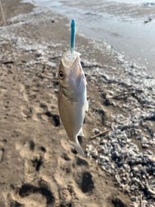 European Bass (Seabass)