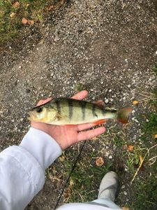 European Perch