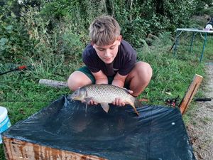 Common Carp