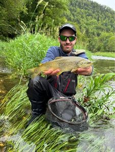 Brown Trout