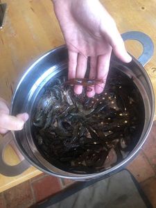 Common Prawn