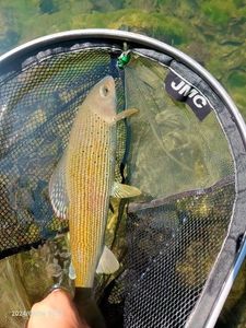 Grayling