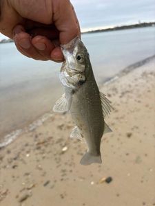 European Bass (Seabass)