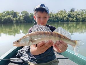 Zander