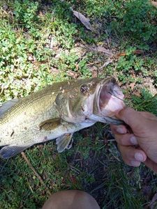 Largemouth Bass