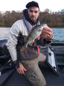 European Perch