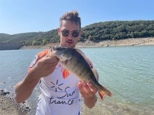 European Perch