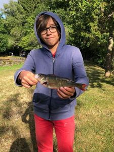 European Perch