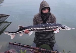 Starry Sturgeon