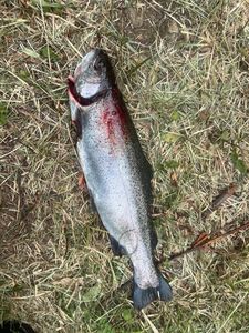 Rainbow Trout