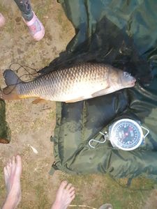 Common Carp