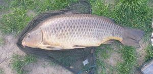 Common Carp