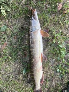 Northern Pike