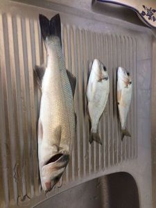 European Bass (Seabass)