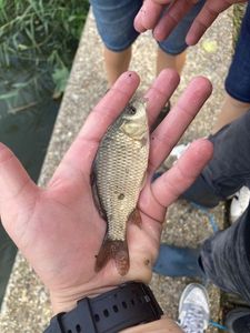 Crucian Carp