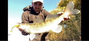 Zander