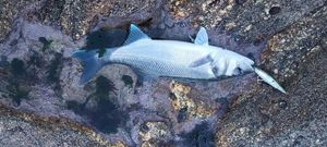 European Bass (Seabass)