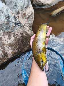 Brown Trout