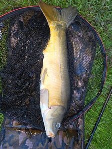 Mirror Carp