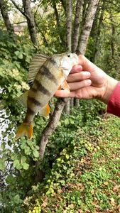 European Perch