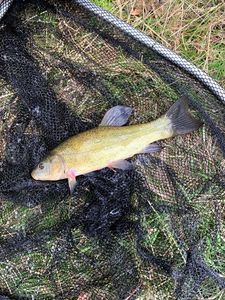 Tench