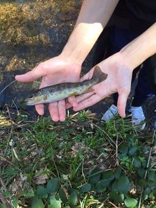 Brown Trout