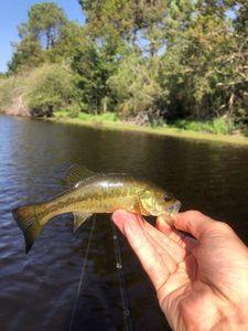 Largemouth Bass