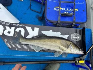 Zander