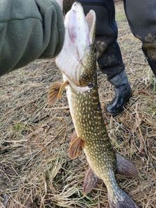 Northern Pike