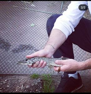 Northern Pike