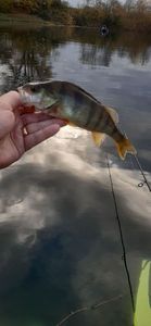 European Perch