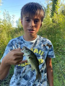 Largemouth Bass