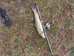 Barbel