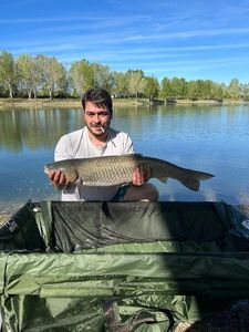 Grass Carp