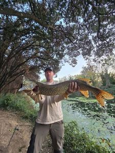 Northern Pike