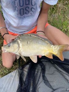Mirror Carp