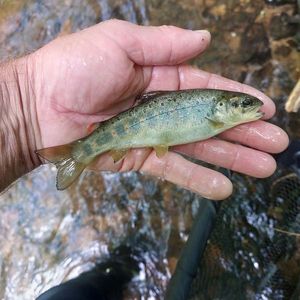 Brown Trout