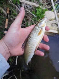 Grayling