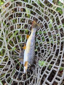 Brown Trout