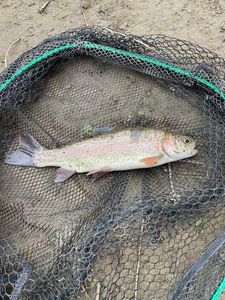 Rainbow Trout