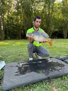 Mirror Carp